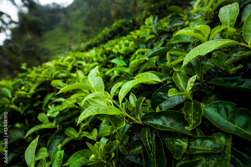 Beautiful fresh green tea plantation