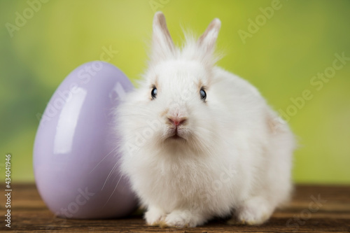 Happy easter,Eggs, Baby bunny © Sebastian Duda
