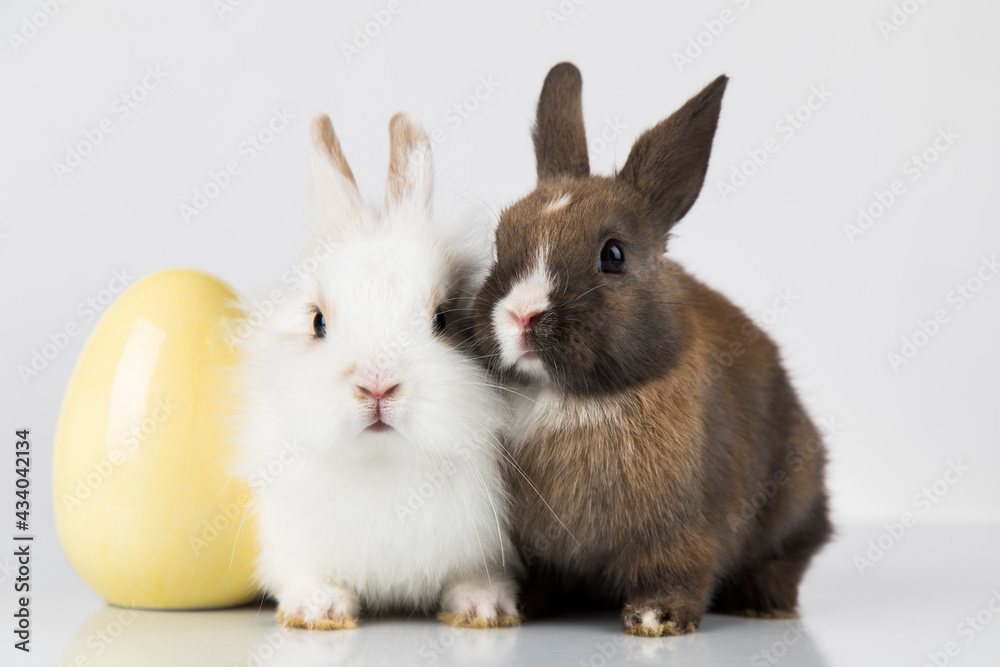Eggs,Spring baby bunny, happy easter background