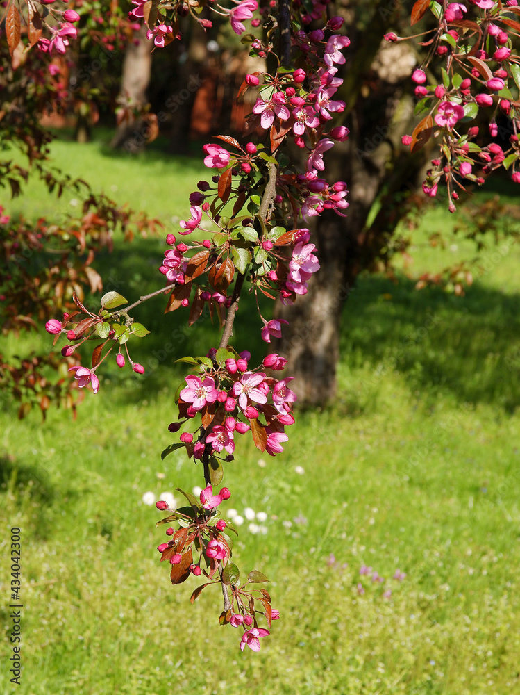 malus purpurea tree with pink flowers close up scenic