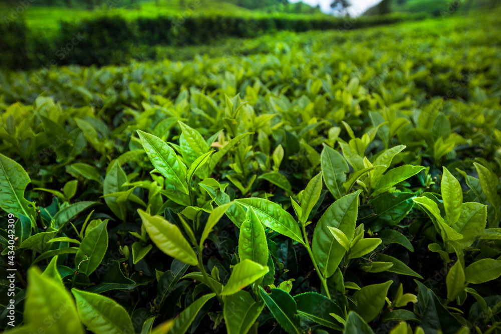 Field of green tea plantation