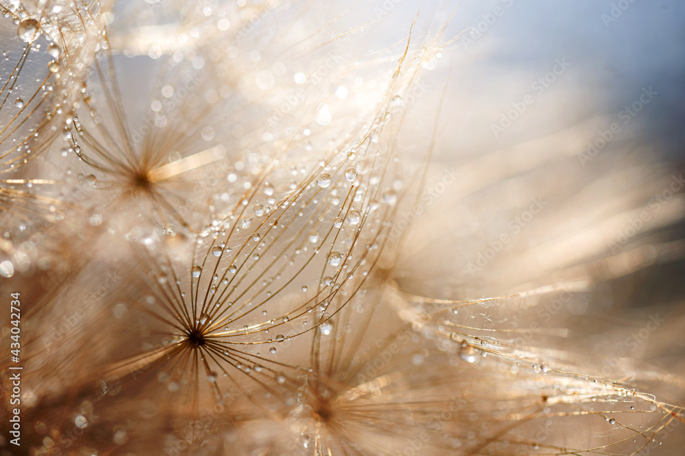 Abstract dandelion flower background. Seed macro closeup. Soft focus - obrazy, fototapety, plakaty 