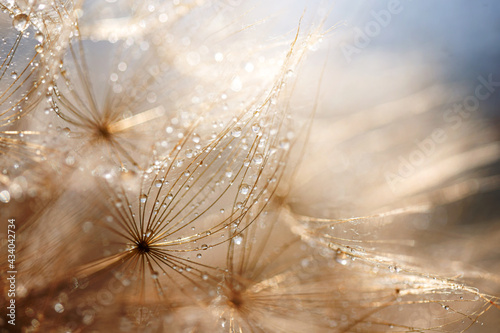 Fotografiet Abstract dandelion flower background
