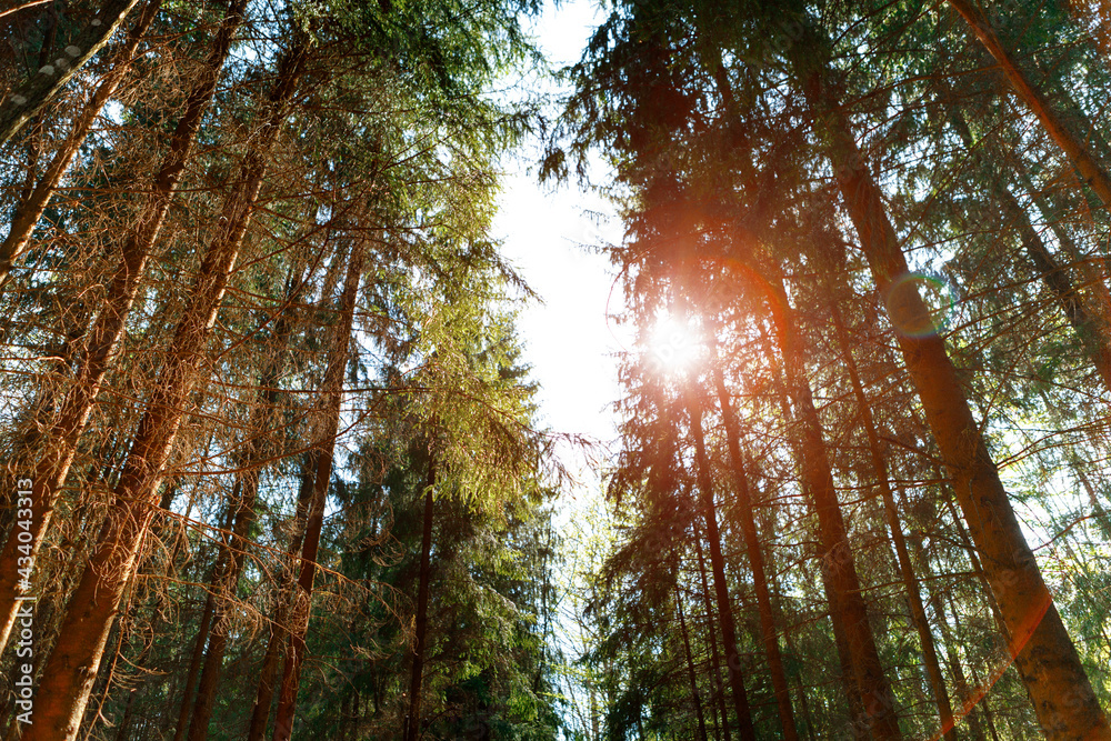 Fototapeta premium Forest trees. nature green wood sunlight backgrounds..