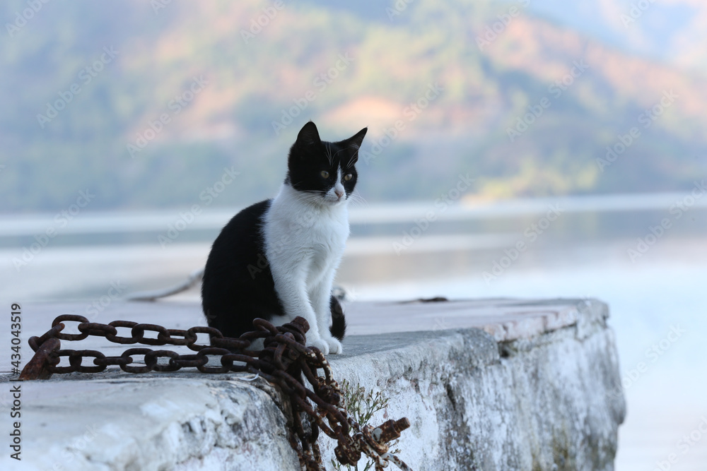 トルコ ダルヤンの猫