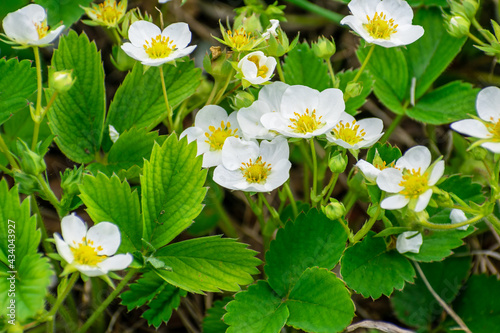 Blooming strawberries in the garden in summer