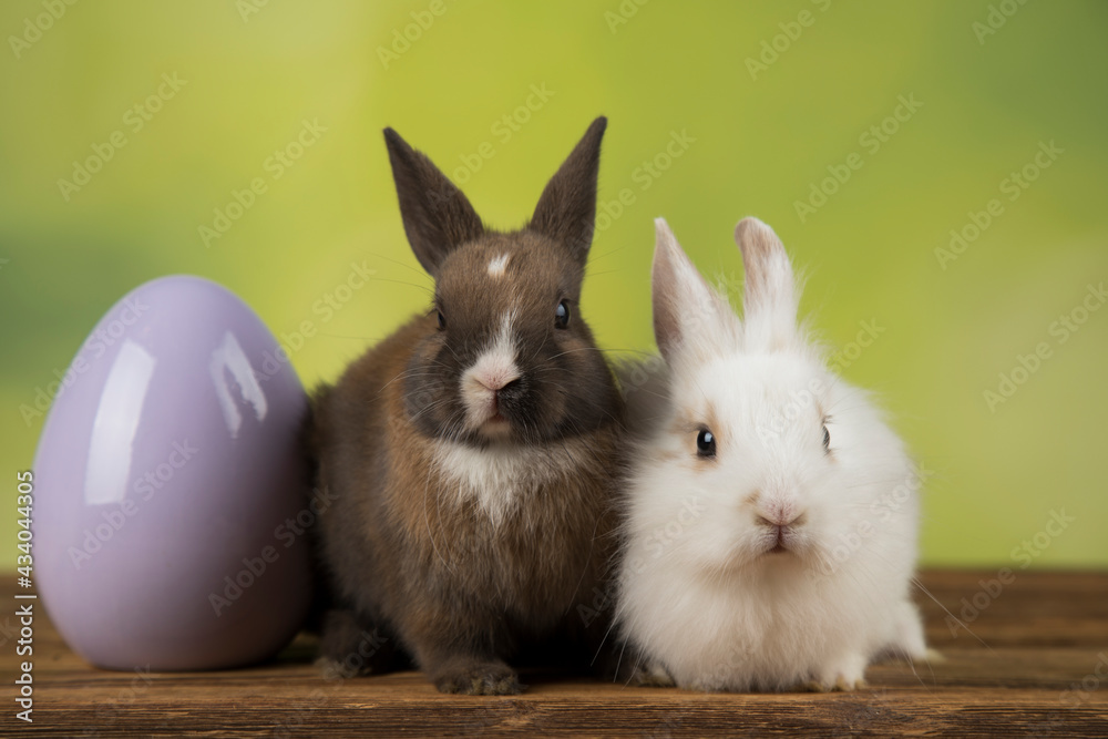 Eggs,Spring baby bunny, happy easter background Eggs,Spring baby bunny, happy easter background