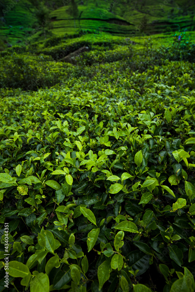Close up of fresh tea leaves Close up of fresh tea leaves