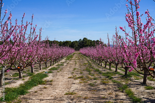 Peach blossom in Cieza, Mirador de Macetua in the Murcia region in Spain