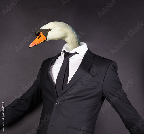 Fototapeta Naklejka Na Ścianę i Meble -  White swan head in a black suit