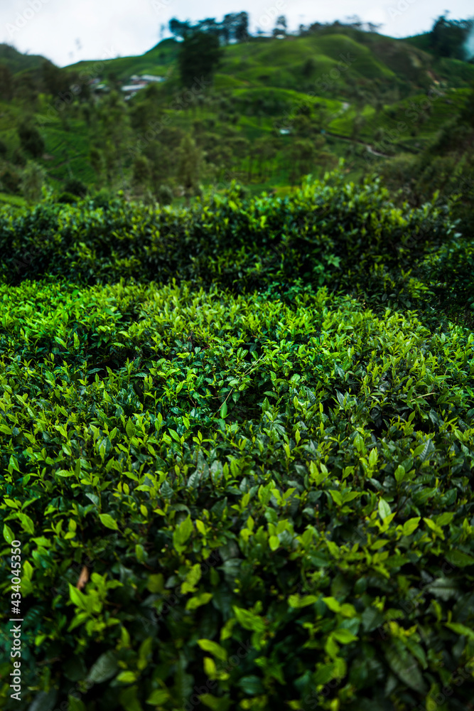 Field of green tea plantation