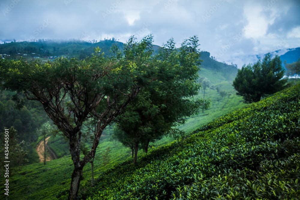 Fresh green tea plantation at Sri lanka.