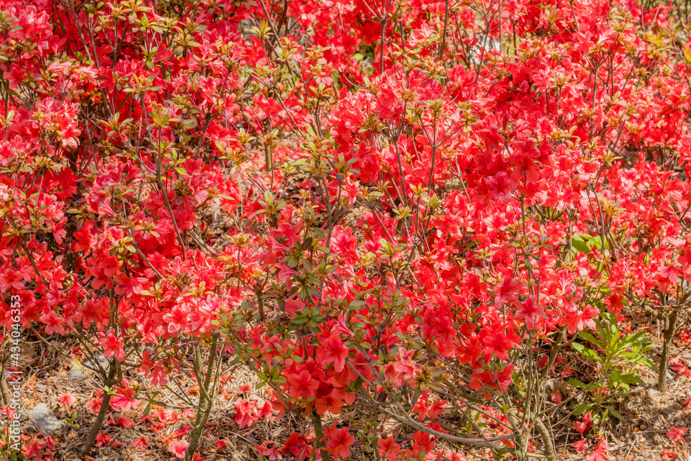 Closeup flower bushes of red azaleas in sunshine.