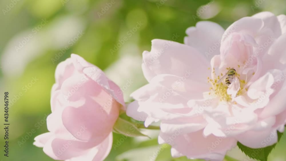 Beautiful roses and a bee in spring Beautiful roses and a bee in spring