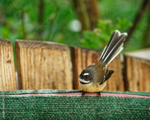 The New Zealand fantail is a small insectivorous bird. photo