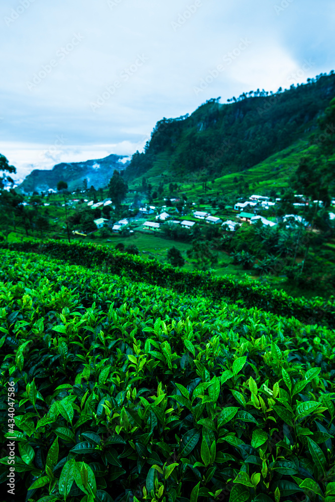 Field tea asia, sri lanka Field tea asia, sri lanka