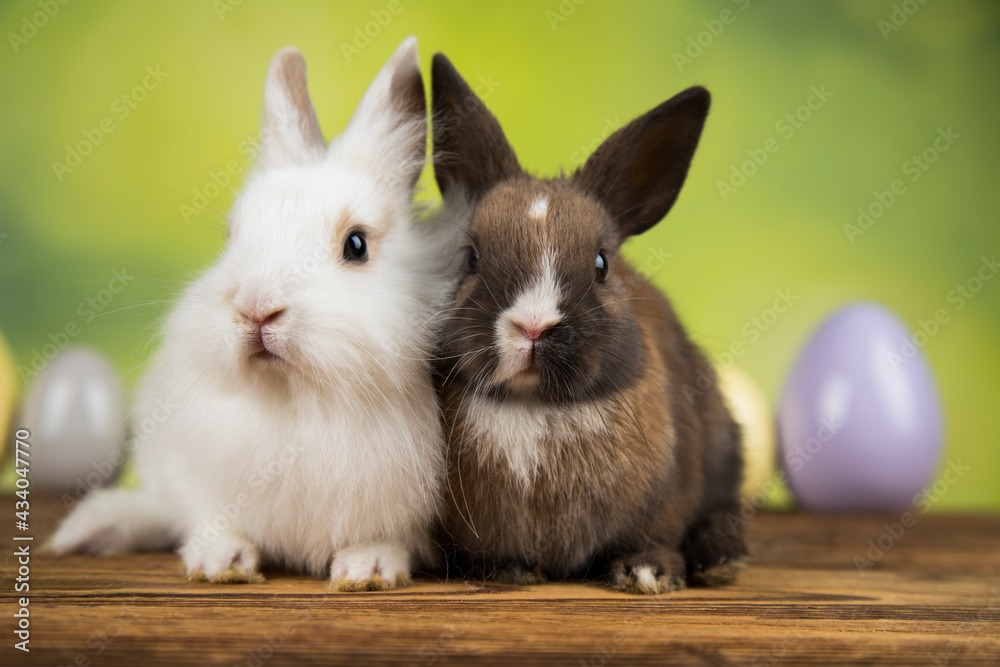 Happy easter,Eggs, Baby bunny Happy easter,Eggs, Baby bunny
