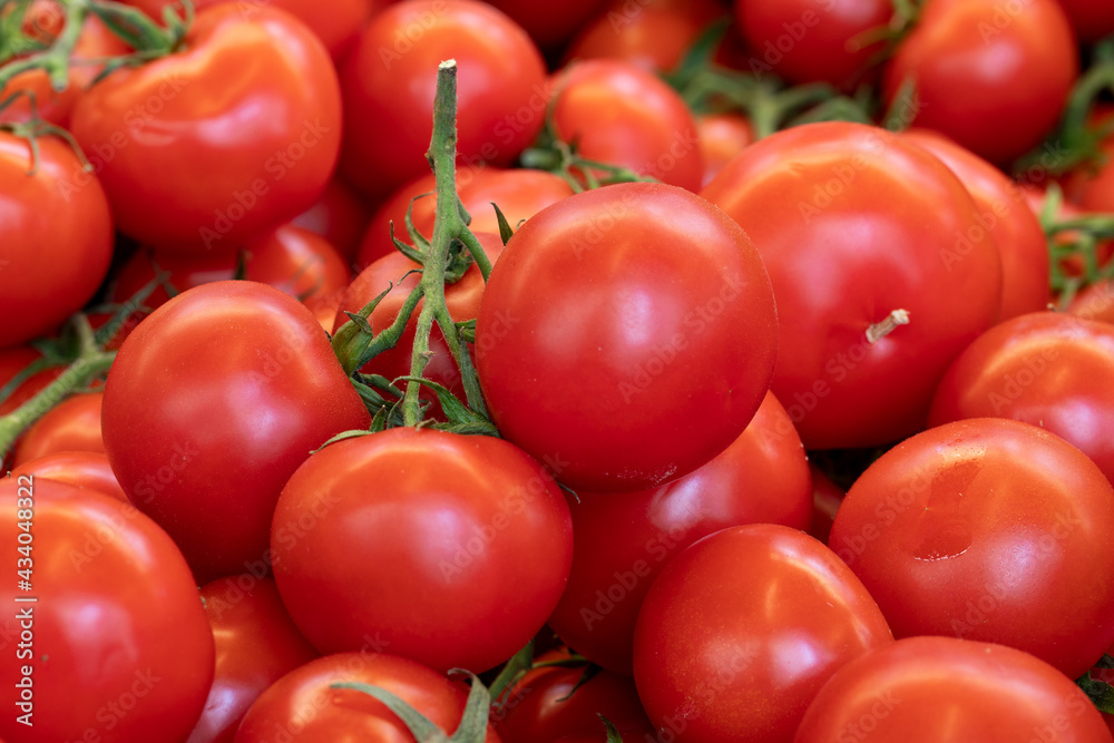 fresh bunch tomatoes in the market. bunch tomatoes in bulk. ripe tomatoes in a street market fresh bunch tomatoes in the market. bunch tomatoes in bulk. ripe tomatoes in a street market