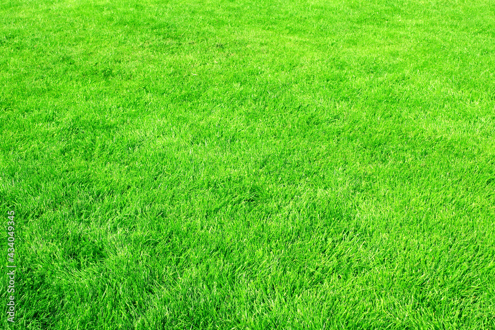 Green grass on lawn. Trimmed lawn grass Green grass on lawn. Trimmed lawn grass