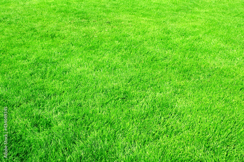 Green grass on lawn. Trimmed lawn grass