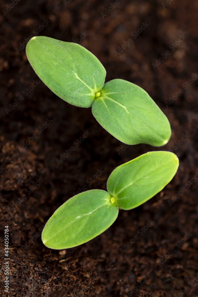 Naklejka premium New green plants. Cucumber seedlings starting to grow in moist soil. Growing your own healthy food