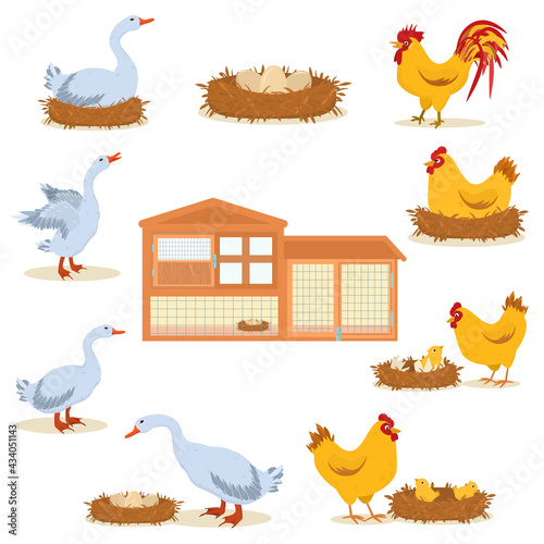 vector illustration on the topic of breeding poultry on a farm.A set of illustrations with chickens, geese, egg nests and a chicken coop