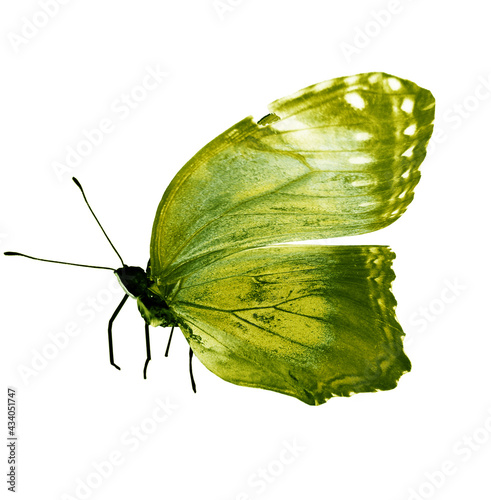 Color butterfly , isolated on the white photo