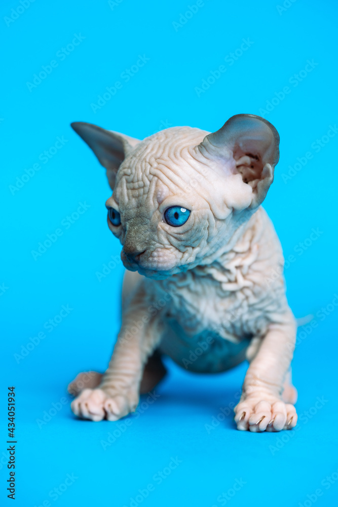 Sweet hairless kitten of Canadian Sphynx Cat breed standing on blue background.