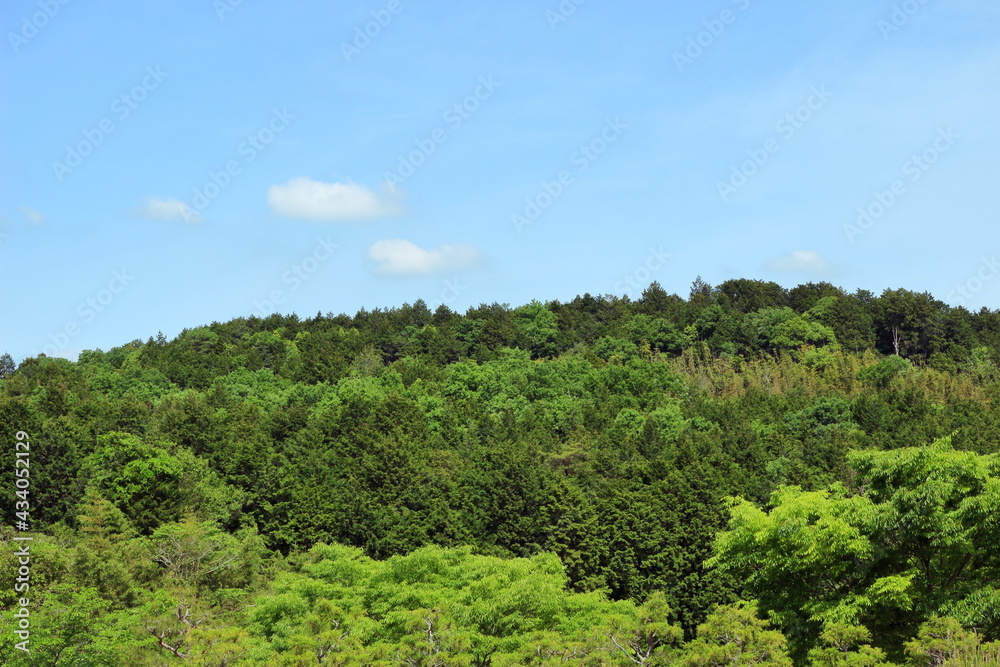 新緑に色どられた山の景色