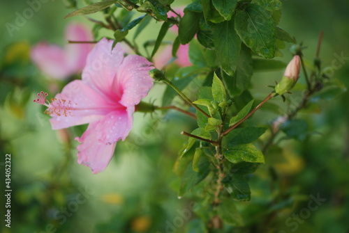 Pink Hibiscus: Hibiscus rosa sinensis L. with dropped water.