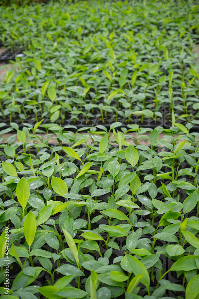 plantain seedlings are planted in the newly made banana greenhouse plantain seedlings are planted in the newly made banana greenhouse