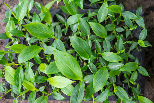 Wallpaper Mural plantain seedlings are planted in the newly made banana greenhouse Torontodigital.ca