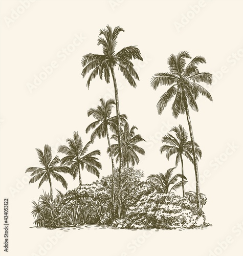 three palm trees grow on a wild beach. vector sketch on white background