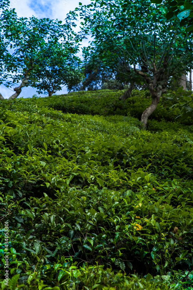 Fresh green tea plantation at Sri lanka Fresh green tea plantation at Sri lanka