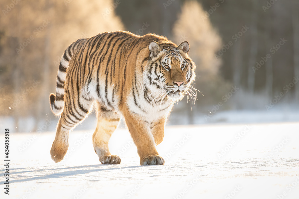 A beautiful Siberian Tiger on a winter day and amazing warm light. The breath coming out of his mouth, soft tones and everything covered in snow. Endangered mammal which needs our protection.