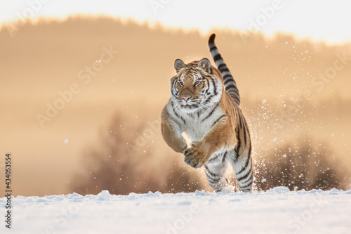 Photos A beautiful Siberian Tiger on a winter day and amazing warm light
