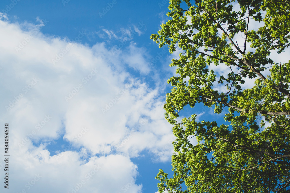 Green leaves and sky background. Fresh green leaves dense of Tilia or linden. tree and sky background Green leaves and sky background. Fresh green leaves dense of Tilia or linden. tree and sky background