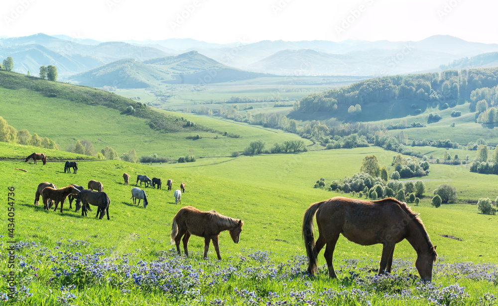 Morning rural landscape, horses graze in a spring meadow