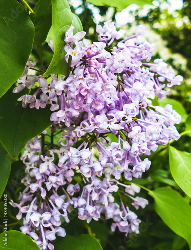 Forest springtime flowers close-ups