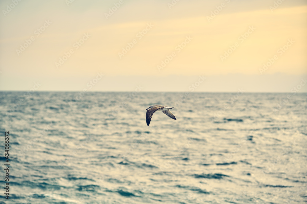 Seagull flies over the sea. Beautiful natural landscape