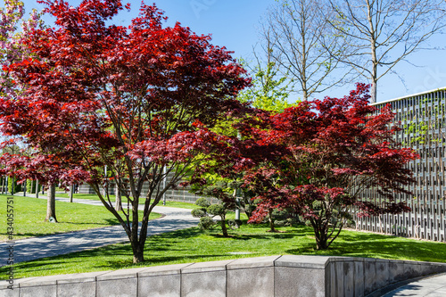 Graceful Acer Palmatum Dissectum tree with red leaves on bank of  artificial pond. Stylized Japanese courtyard in city park 