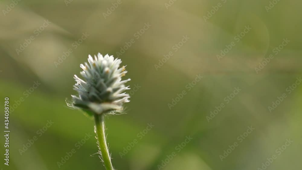 Small wild flowers with morning light. Sunrise atmosphere Small wild flowers with morning light. Sunrise atmosphere