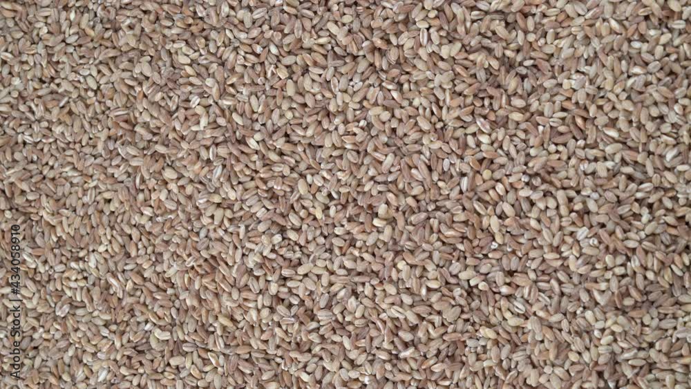 Pile of harvested wheat grains on floor, rotating high angle shot Pile of harvested wheat grains on floor, rotating high angle shot