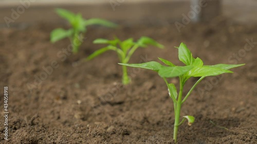Closeup Of Tomato Plants In Soil