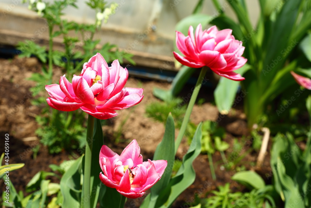 Close-up of the flower tulips blooming in the garden Close-up of the flower tulips blooming in the garden