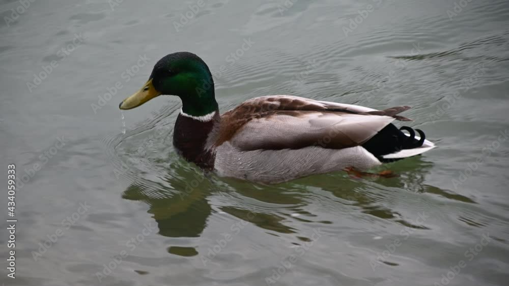 Cute mallard duck swimming in shallow water. Bird in natural environment. Handheld, real time Cute mallard duck swimming in shallow water. Bird in natural environment. Handheld, real time