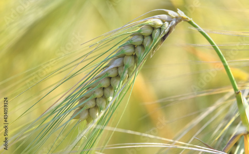 close on golden ear of wheat growing in a field in summer