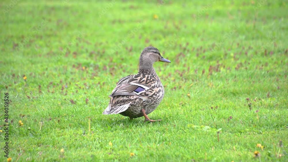 Cute mallard duck scratches itself on green grass in city park. Bird in natural environment. Handheld, long shot, real time Cute mallard duck scratches itself on green grass in city park. Bird in natural environment. Handheld, long shot, real time