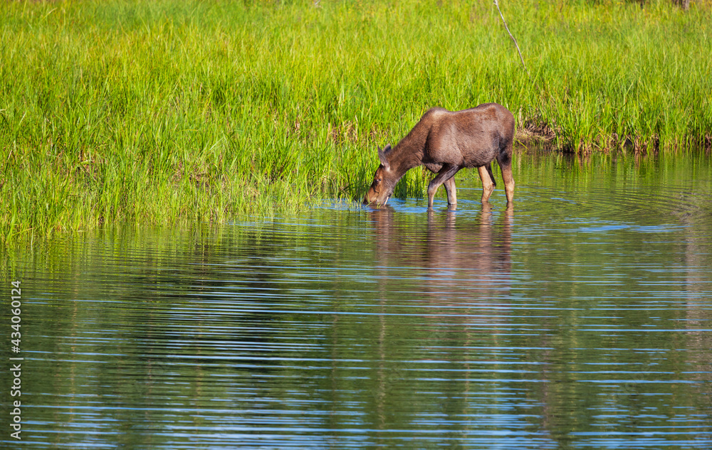 Moose Moose