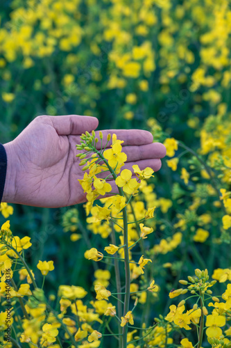 Hand showing a canola rapeseed flower in full bloom